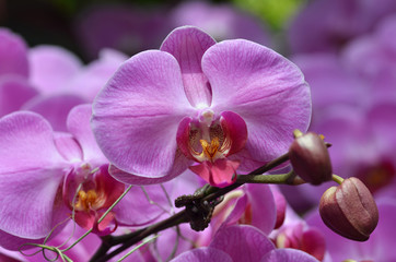Fototapeta na wymiar Beautiful purple orchid, phalaenopsis.
