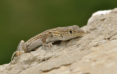 Lizard Ophisops elegans on a stone