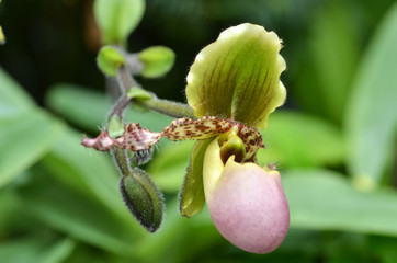 Close up of the flower of lady slipper