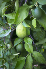 Organic lemon tree in Ivan Dolac village, Hvar island - Croatia