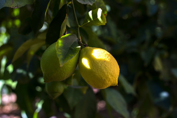 Organic lemon tree in Ivan Dolac village, Hvar island - Croatia