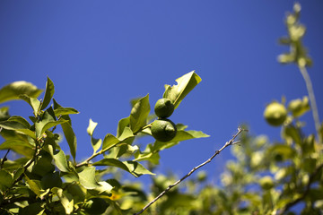 Organic almond tree in Ivan Dolac village, Hvar island - Croatia