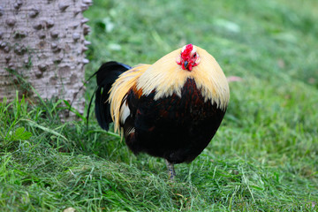 Chicken standing in grass