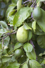 Organic lemons on tree in Ivan Dolac village - Hvar island, Croatia