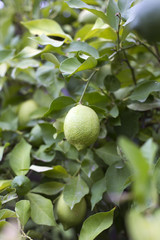 Organic lemons on tree in Ivan Dolac village - Hvar island, Croatia
