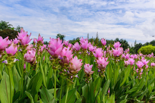 Field of Pink Siam tulip flower or Curcuma alismatifolia with sky and clouds background.