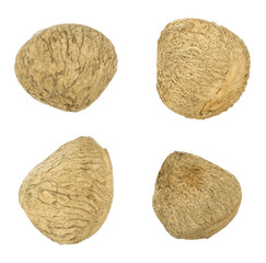 Buah Keluak, Pangium edule; non sharpened file