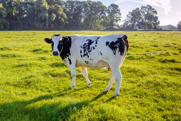Backlit image of a young black spotted cow