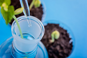  plants germinate in test tube, genetically modified organisms.  laboratory for biotechnological...