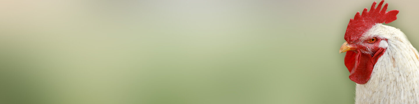 white cock on a green background