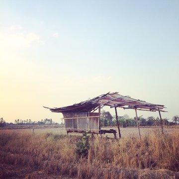 Cottage in rice field