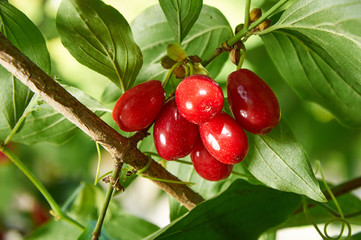 Red berries of cornel or dogwood