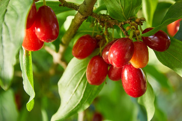 Red berries of cornel or dogwood