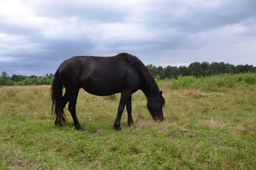 Schwarzes Pferd auf der Weide frisst Gras