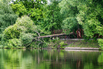 Obraz premium fallen tree in pond after strong wind