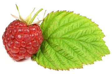 fresh picked raspberry isolated on white background