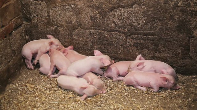Young pigs sleeping in a pen after eating