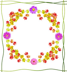  foliage isolated on white background. Frame from stem nasturtiu