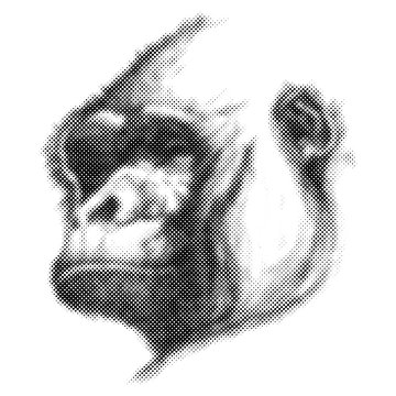 Monkey Face Vector illustration.
