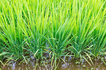 Rice filed showing long green leaves of rice plants