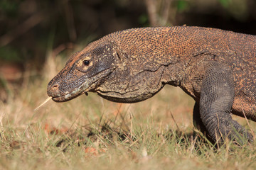 Komodo Dragon