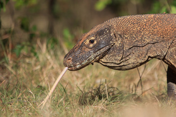 Komodo Dragon