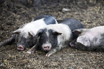 young black pigs at farm