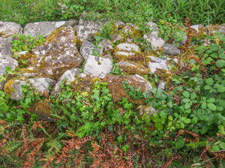 overgrown wall detail