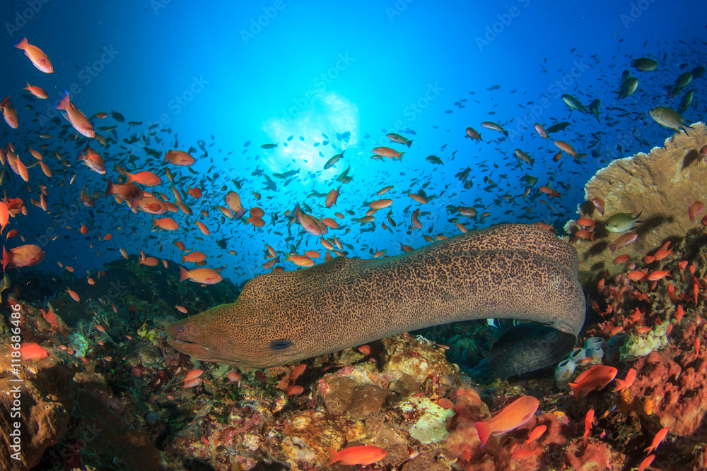 Canvas Prints Giant Moray Eel coral reef and fish, Kamodo National Park