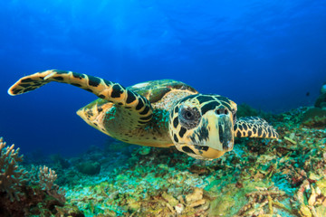 Naklejka na ściany i meble Hawksbill Sea Turtle