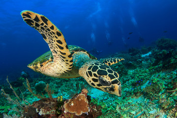 Fototapeta na wymiar Hawksbill Sea Turtle