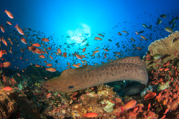 Giant Moray Eel coral reef and fish, Kamodo National Park