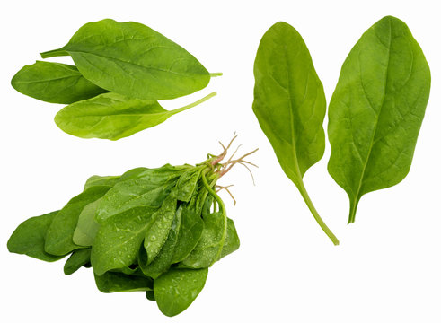 Fresh spinach isolated on white background. 