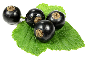 Schwarze Johannisbeeren isoliert auf weißem Hintergrund