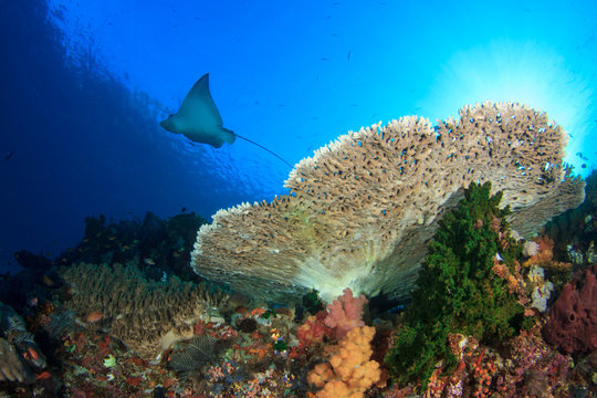 Fototapeta Spotted Eagle Ray swims over coral reef