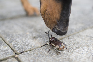 カブトムシを見つけた犬