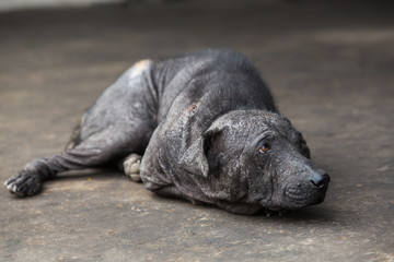 Mangy dog lying on oily floor