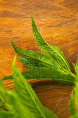Fresh spearmint herb