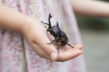 カブトムシを捕まえた子供