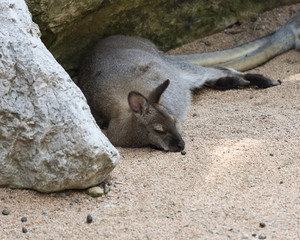 kangaroo in the farm