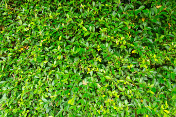 Obraz premium Green leaves wall background