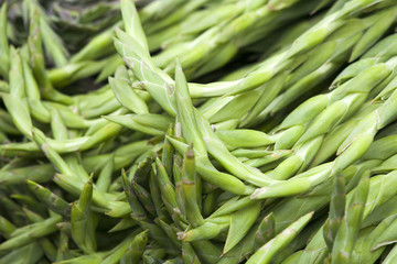 Gladiolus sword lily a genus of perennial bulbous flowering plants in iris family (Iridaceae) blooming in spring in pale shades of lemon yellow is a decorative delight with long lasting flowers.