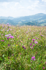 Obraz premium Flowering meadow on a background of mountains