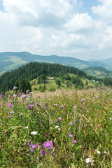 Obraz premium Flowering meadow on a background of mountains