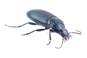 Black bug on a white background