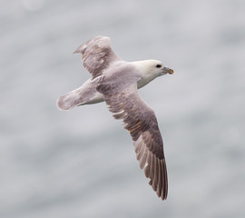 Fulmar, Fulmarus glacialis