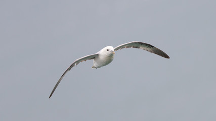Fulmar, Fulmarus glacialis