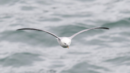Fulmar, Fulmarus glacialis