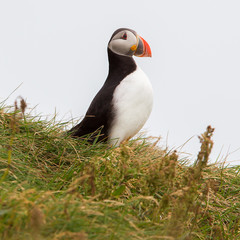 Naklejka premium Colorful Puffin isolated in natural environment