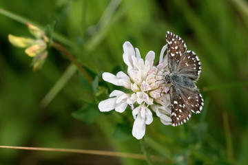 Brown butterfly on a white flower